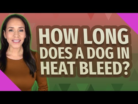 How long does a dog in heat bleed?