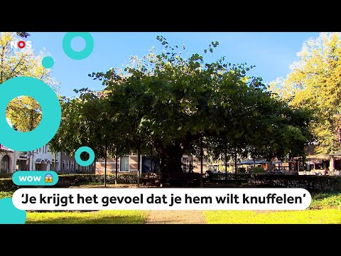 Dit is de mooiste boom van Nederland