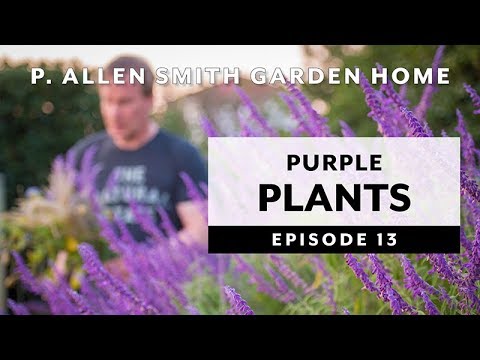 Purple Plants | Perennials & Annuals: Garden Home VLOG (2019) 4K