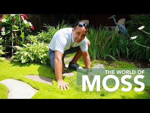 Ground Cover In Your Garden Using Moss